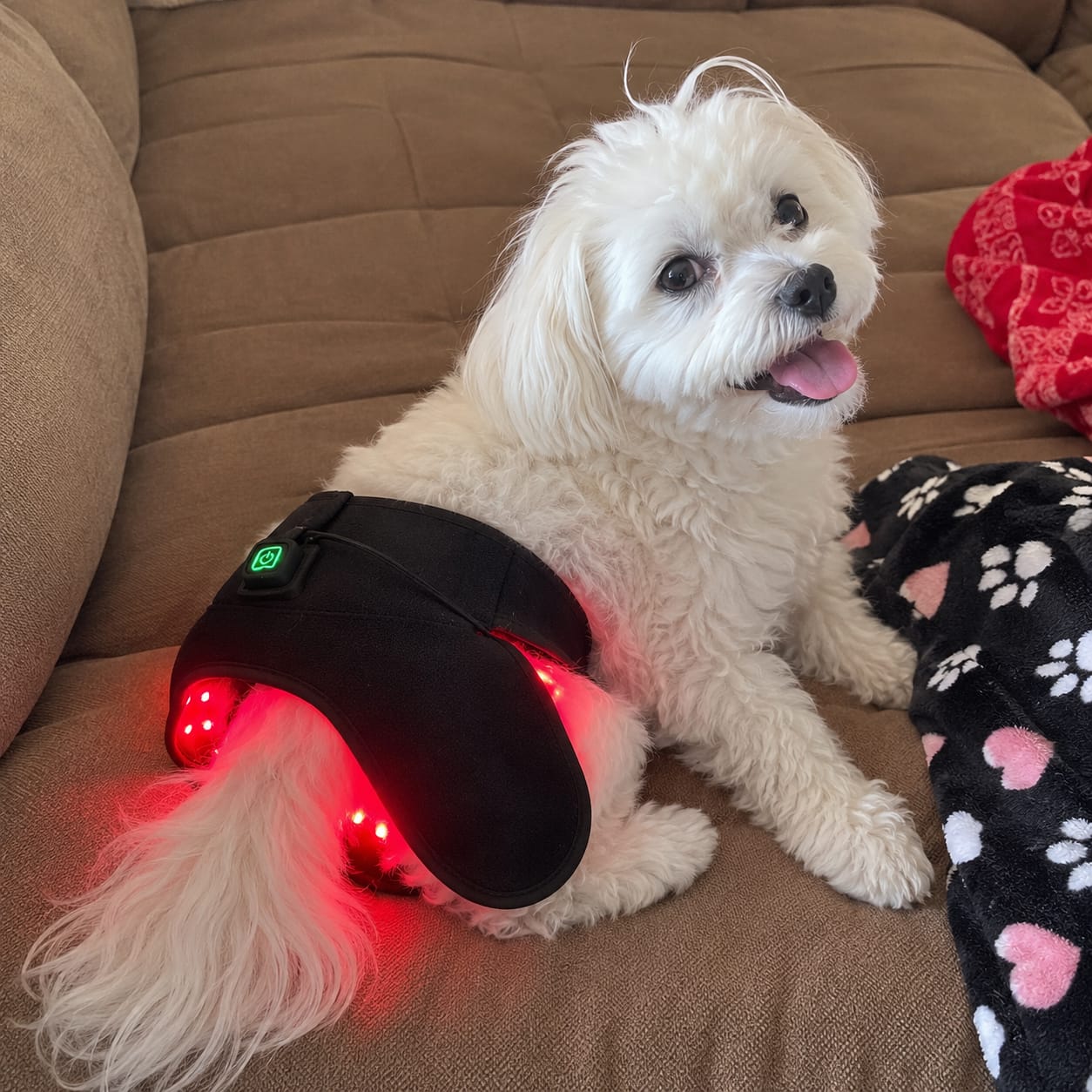 Customer photo review of Kiris Dog™ Soporte Terapia de Luz Roja