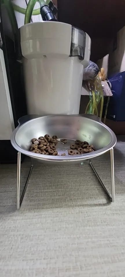 Customer photo review of Comedero ortopédico - Gato