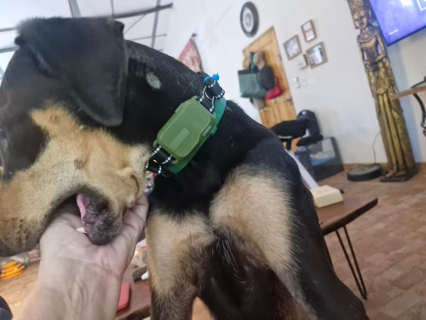 Customer photo review of Hundetrainingshalsband TrainPro