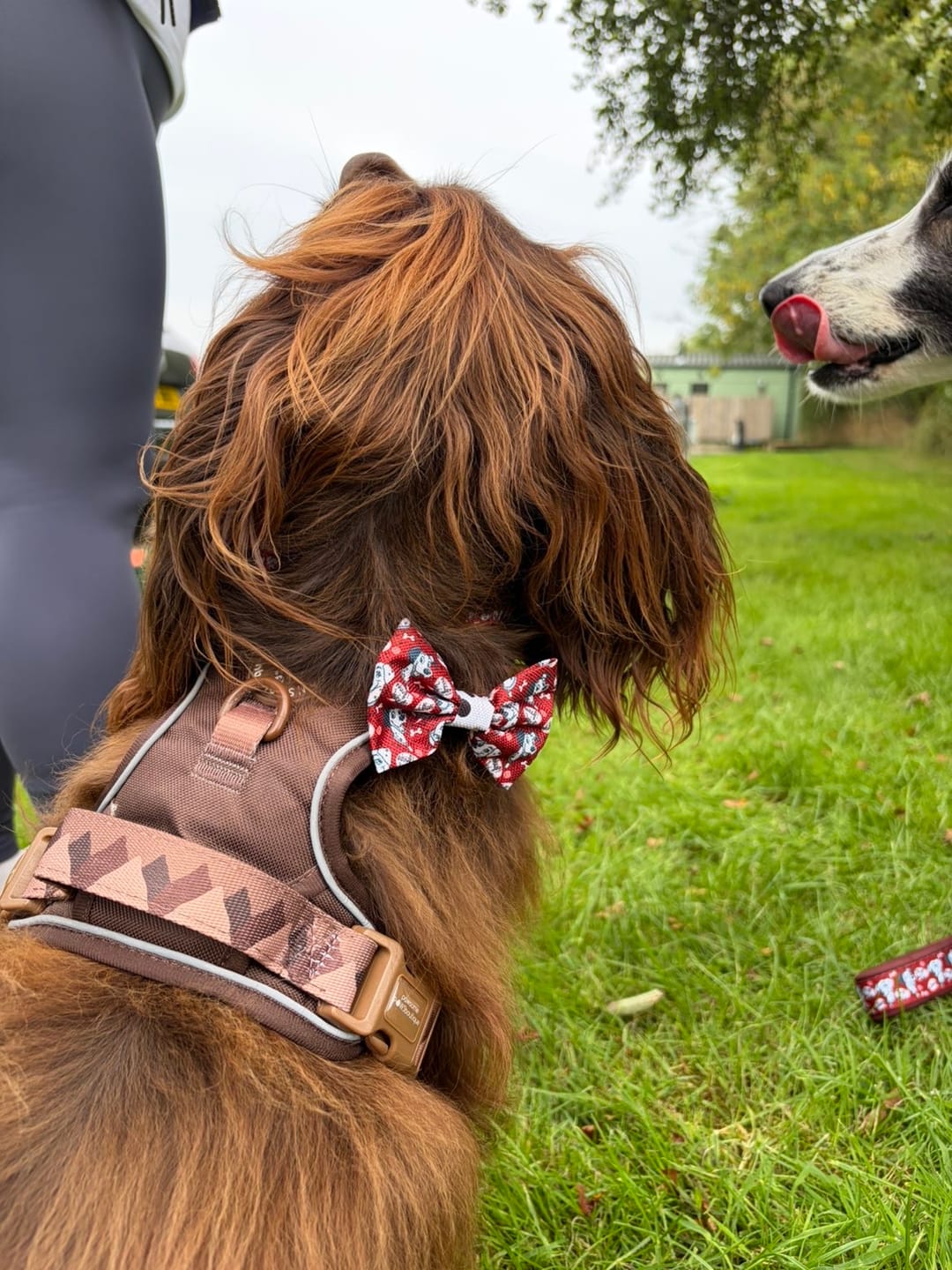 Customer photo review of Tough Trails™ Harness - Walkies Ready® Chocolate Brown
