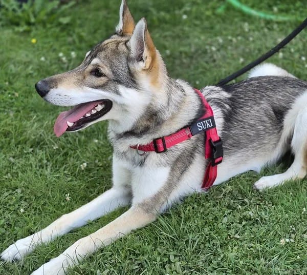 Customer photo review of DOGSPOKE™ RestEasy No Pull Dog Harness