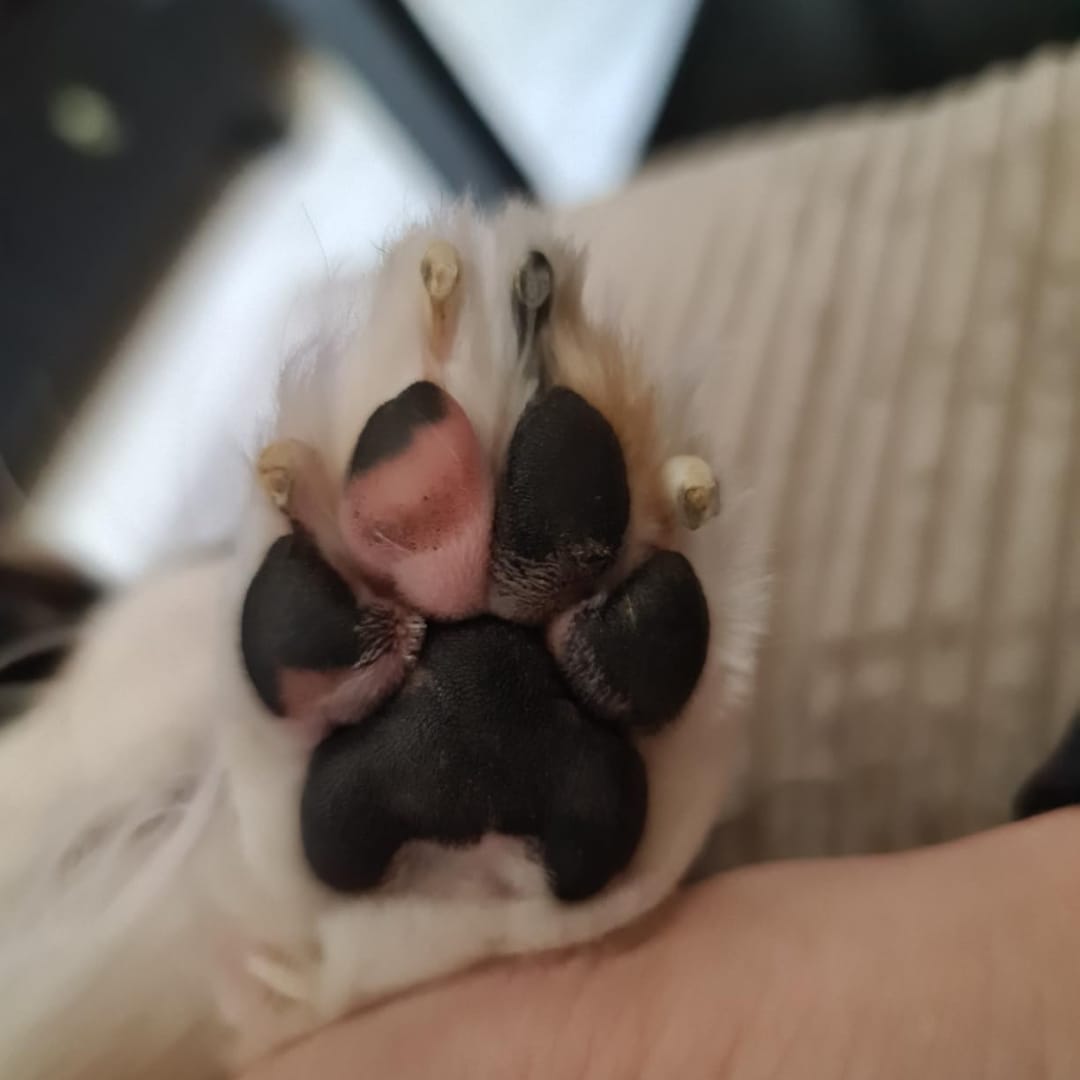 Customer photo review of LuckyDog™ Limpiador Eléctrico de Patas 360°