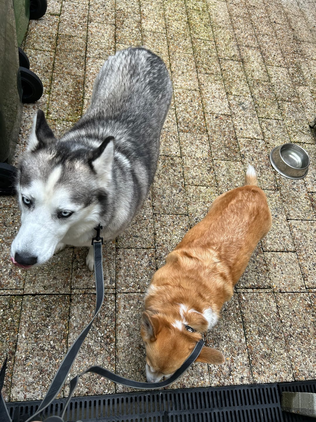 Customer photo review of Rogz Amphibian Classic Collar