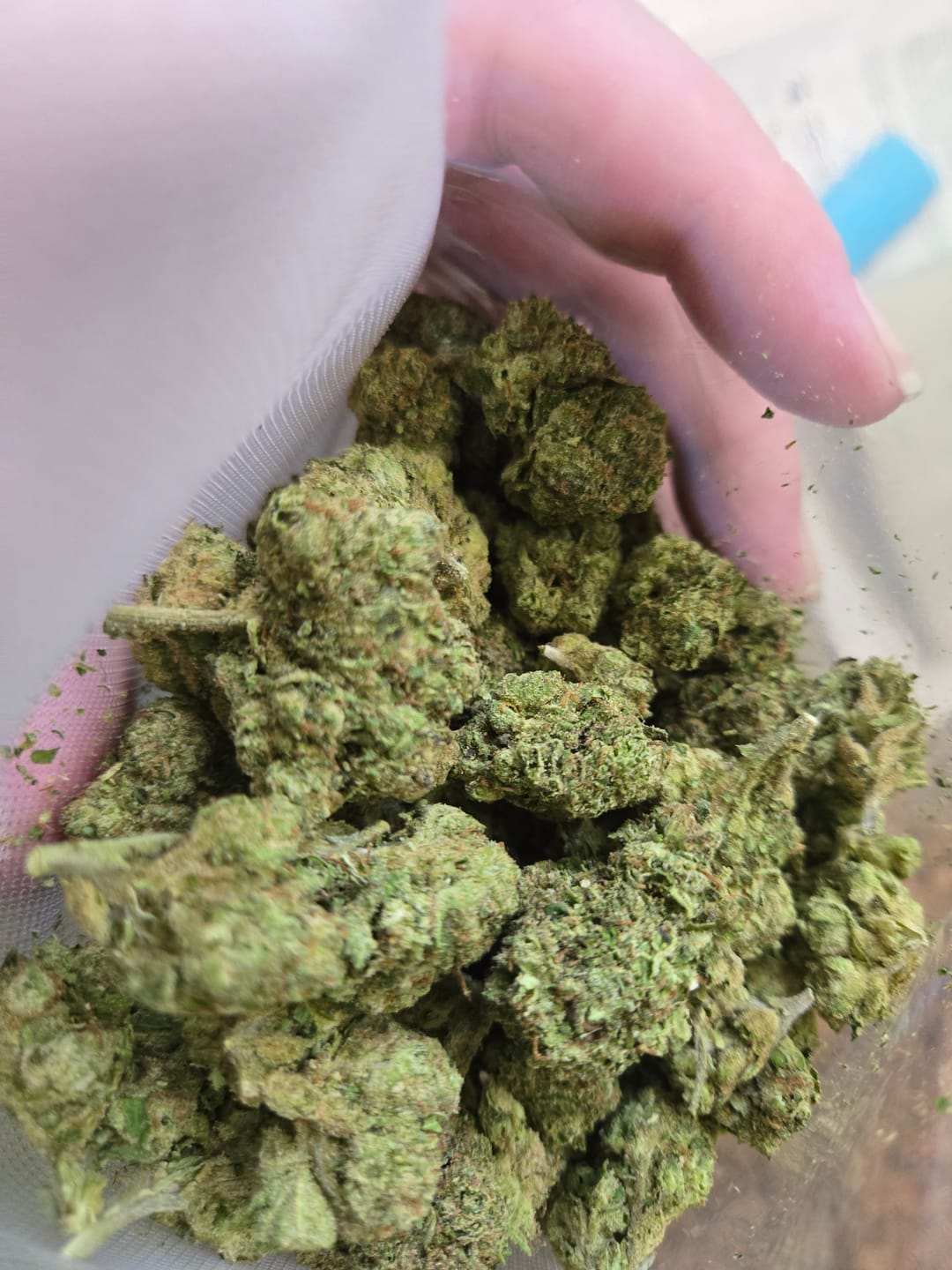 Customer photo review of Dank Blueberry Cruffin THCA Flower