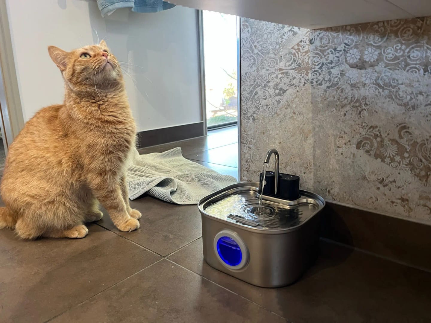 Customer photo review of 3.2L Pet Water Fountain – Wireless or Plug-In Options
