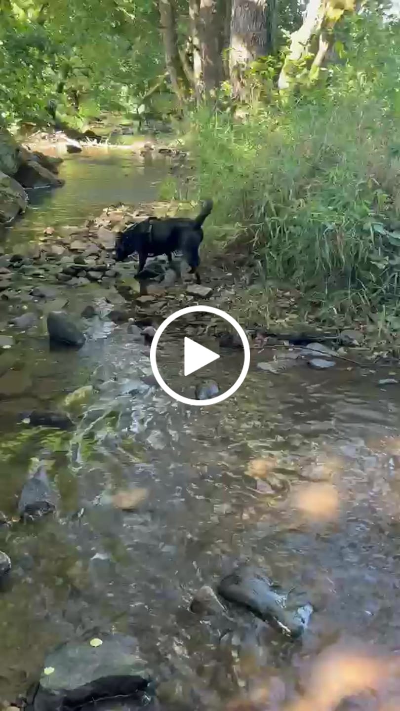 Customer video review of Wurmtest Plus Hund