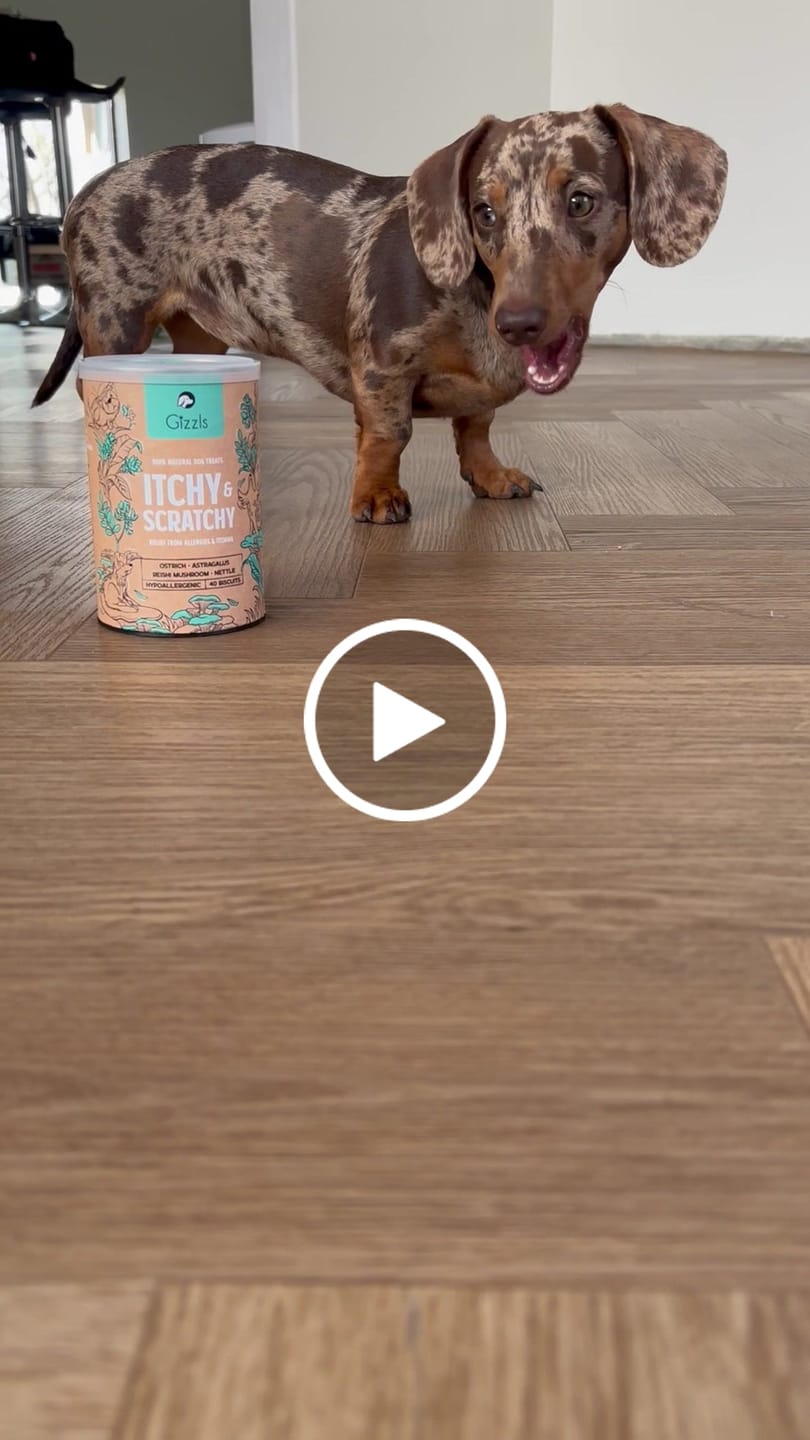 Customer video review of 100% Natural Dog Treats for Allergies and Immunity