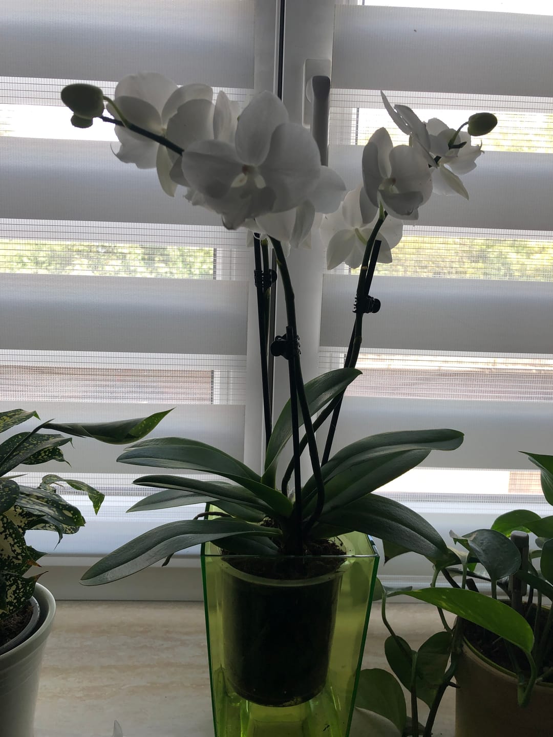 Customer photo review of Phalaenopsis Farbmix im 3er Set mit 3 Rispen