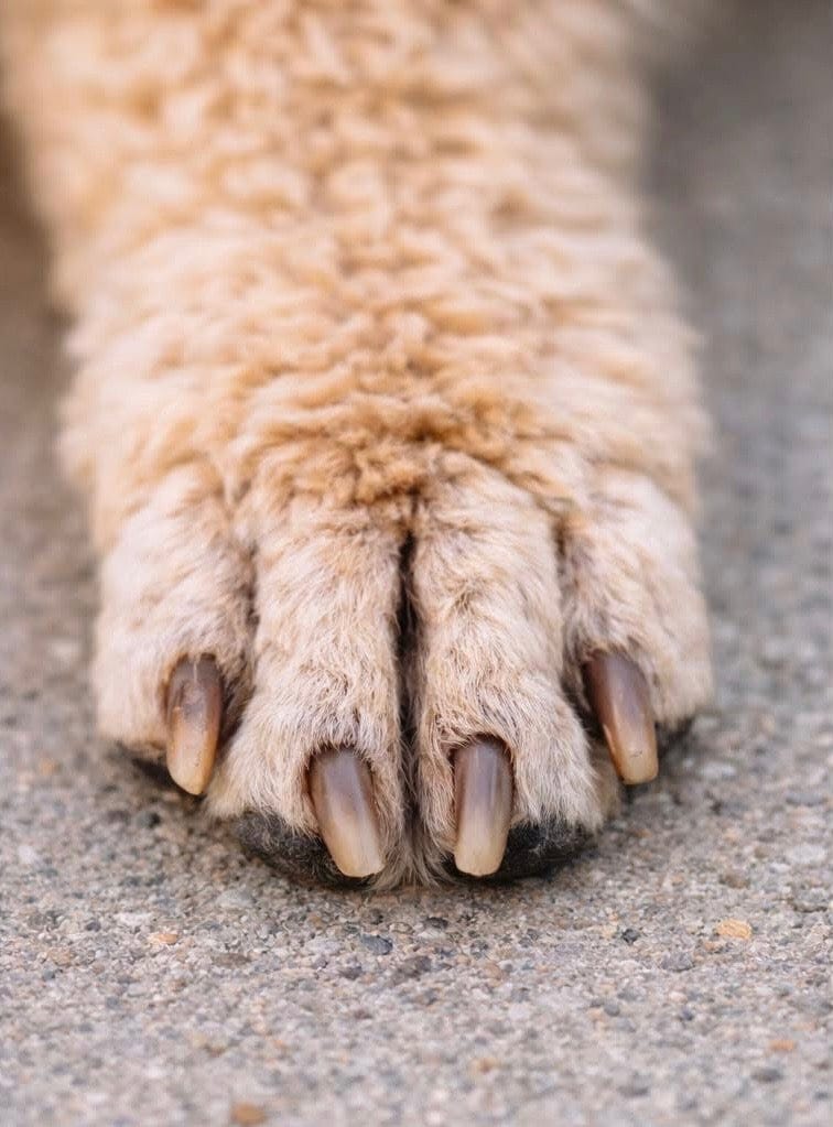 Customer photo review of Clawlegs™ GrindPaw