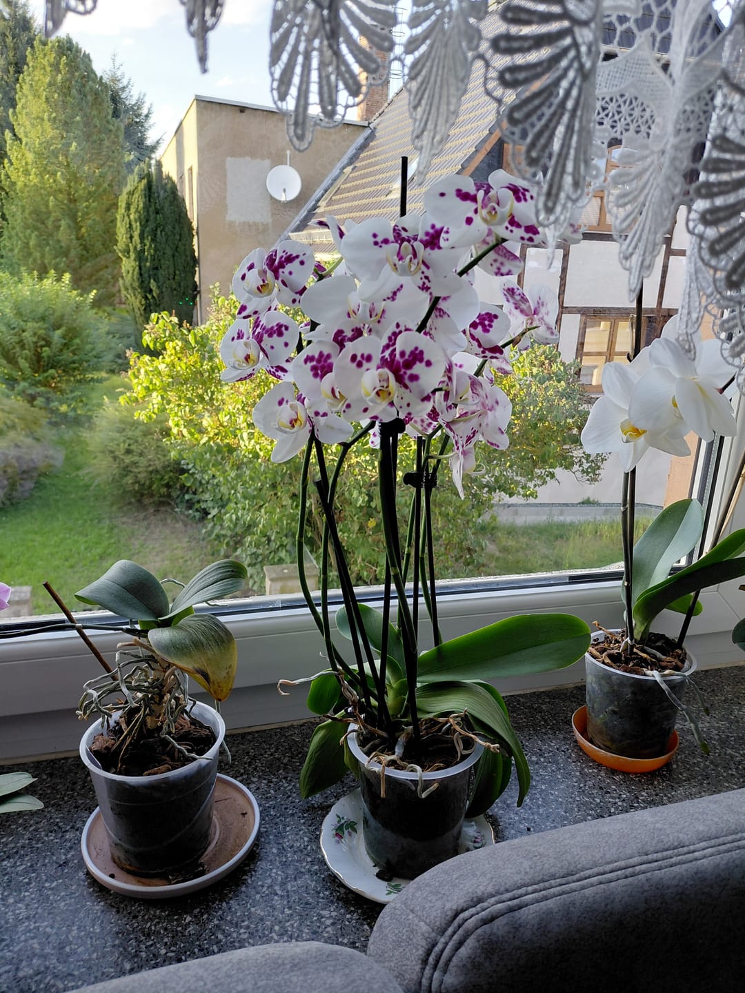 Customer photo review of Große Two of Us Marrakesh mit gefleckten Blüten und 4 Rispen
