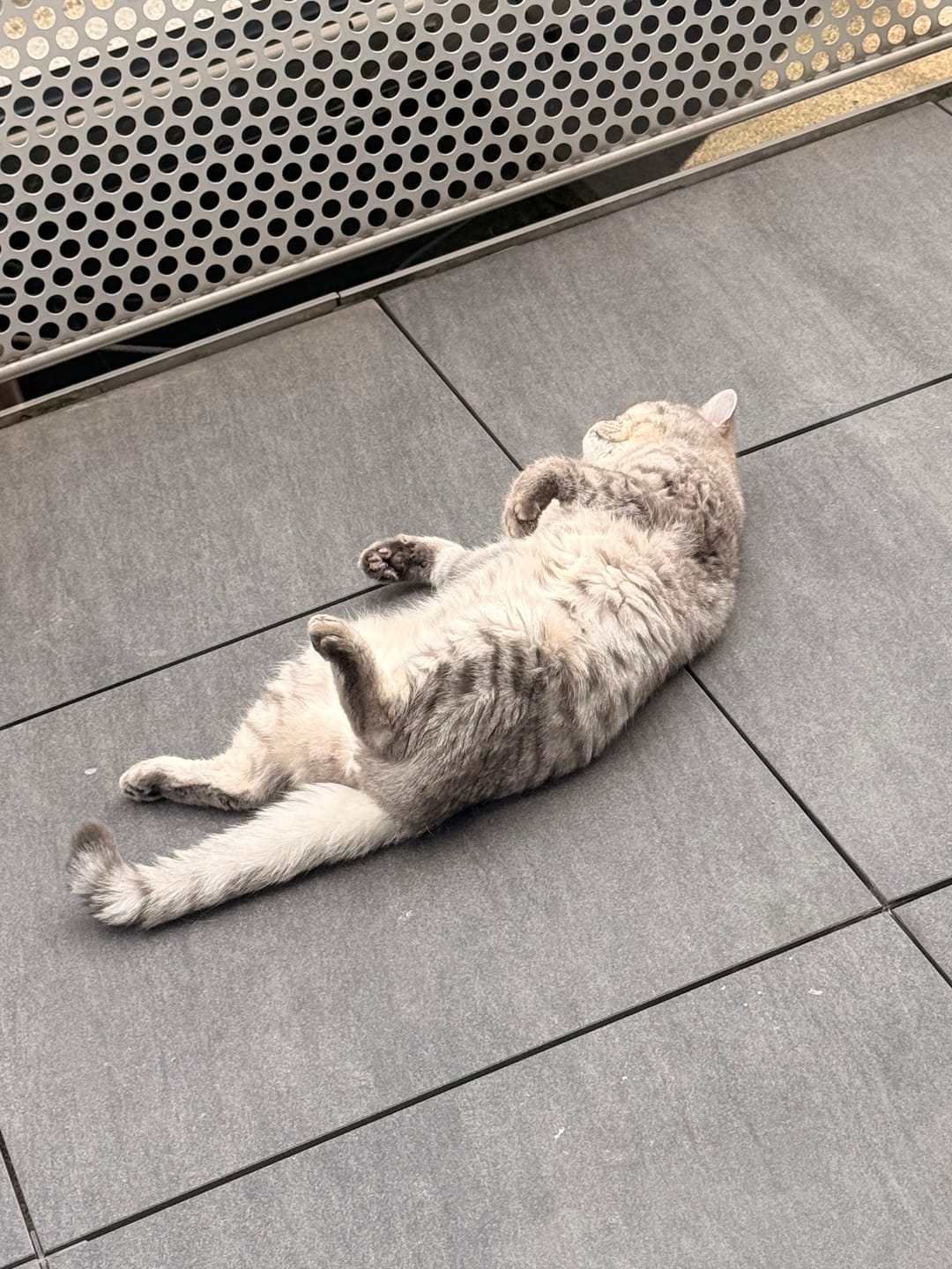 Customer photo review of Katzenklo Schaufel