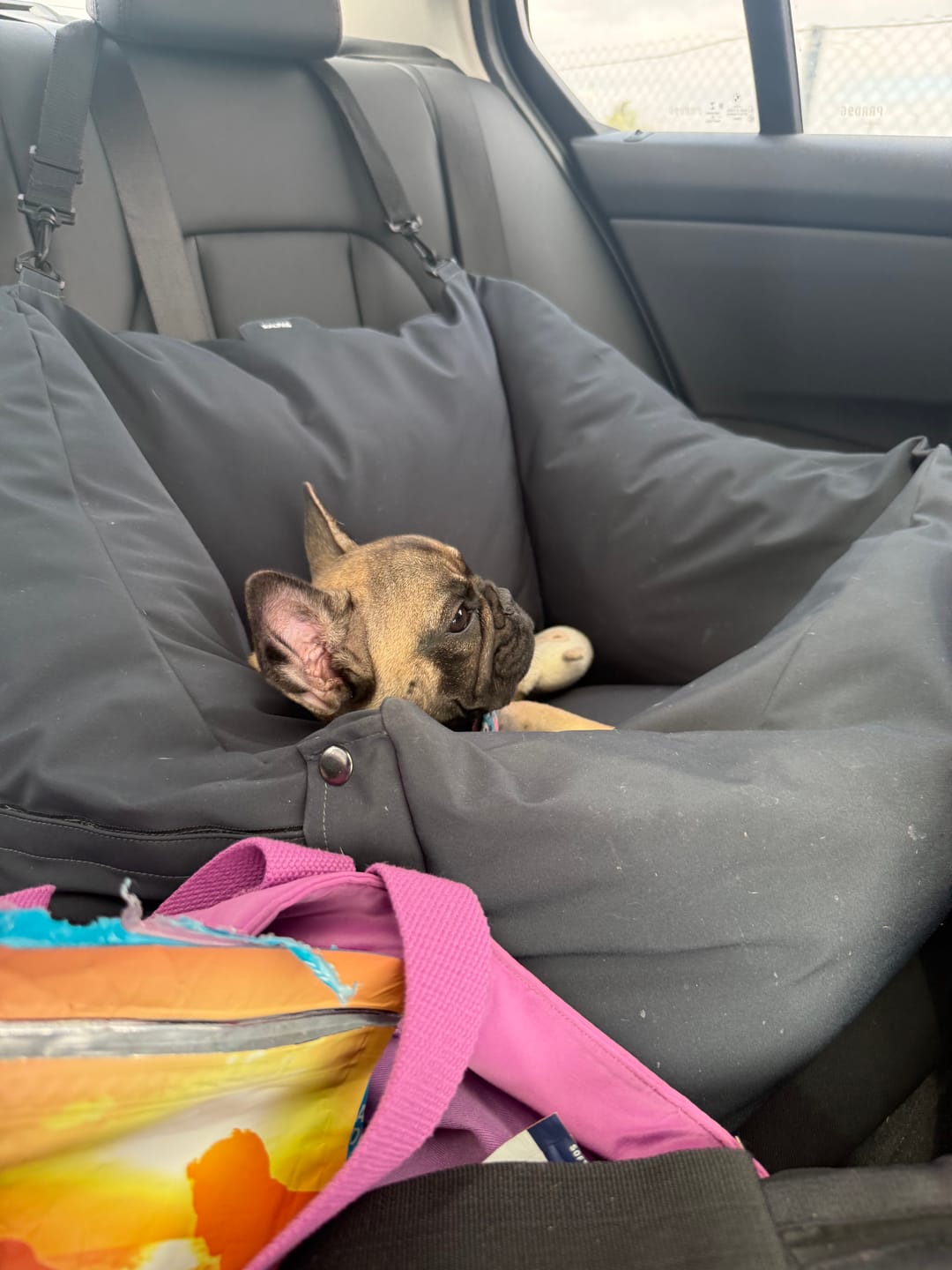 Customer photo review of Cama para auto gris gráfito