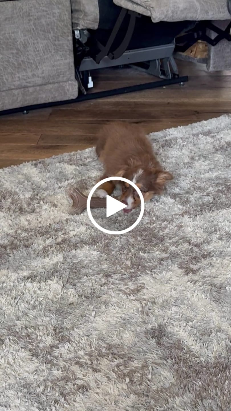 Customer video review of ProDenta by PupLabs™ - Advanced Dental Health Formula for Dogs