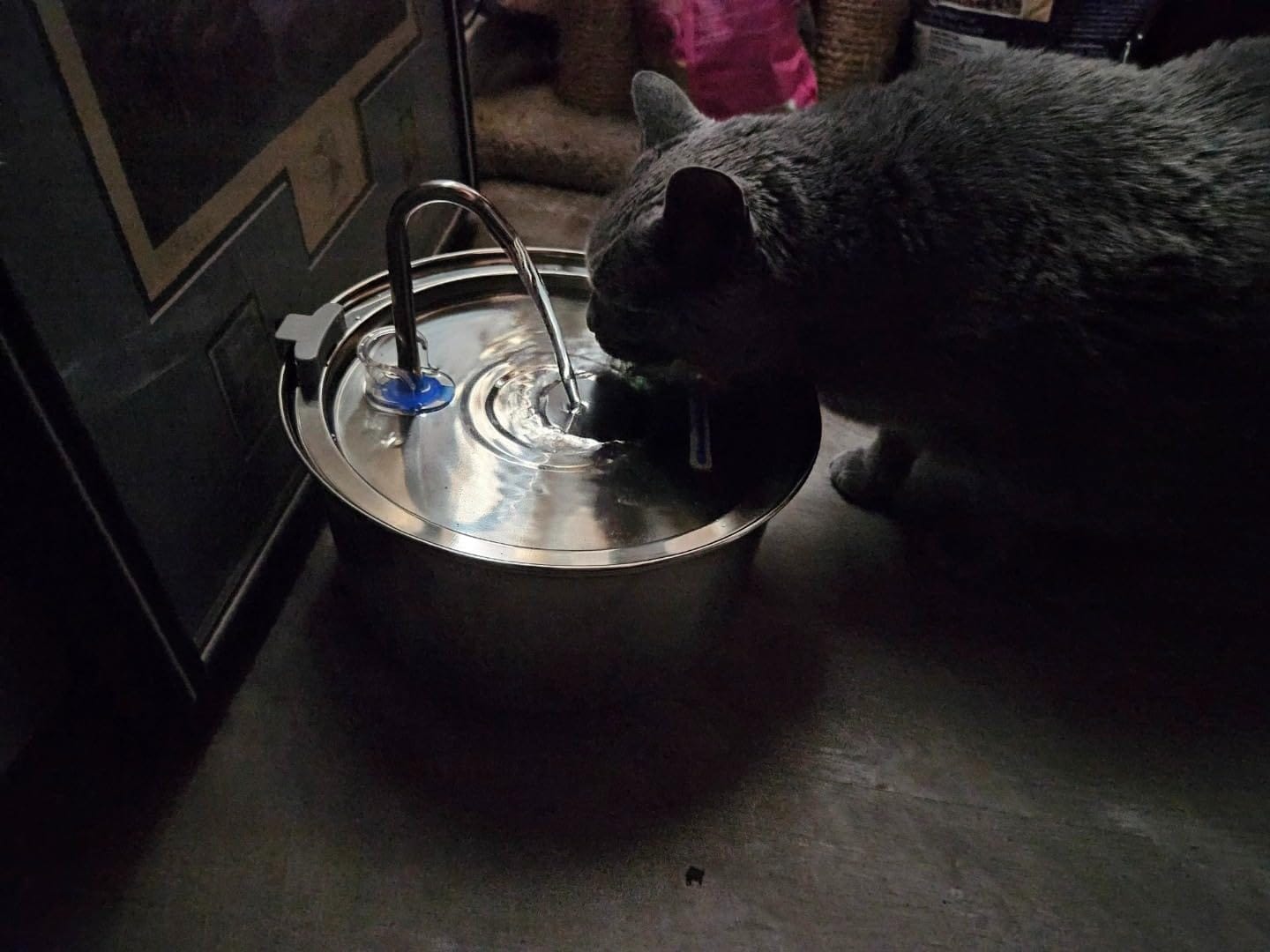 Customer photo review of Doggy FreshFlow™ Healthy Hydration 1