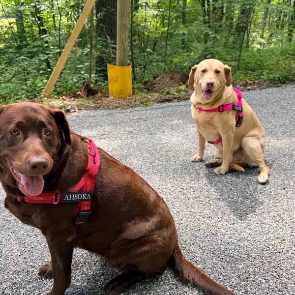 Customer photo review of DOGSPOKE™ RestEasy No Pull Dog Harness