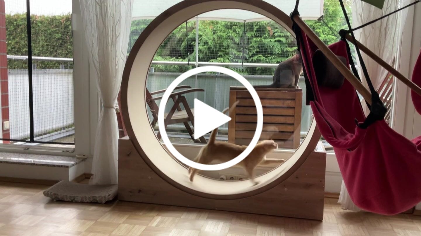 Customer video review of Elmato Katzenlaufrad Simba