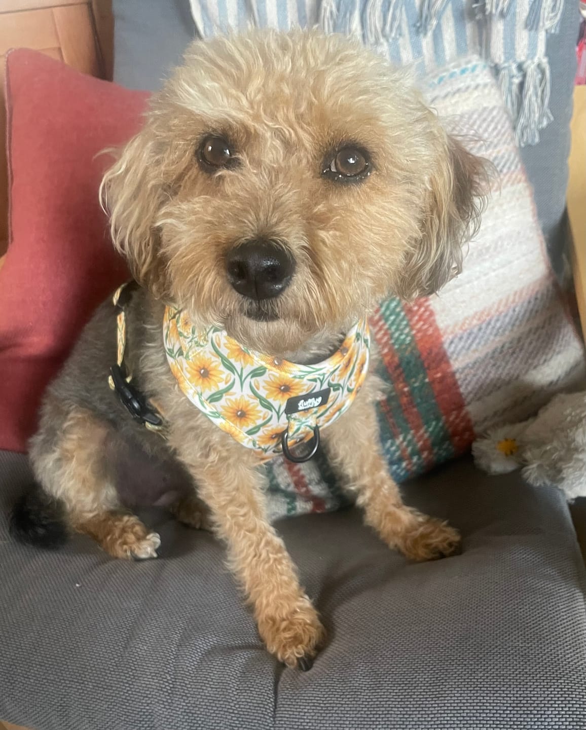 Customer photo review of Adjustable Dog Harness - Sunny Paws