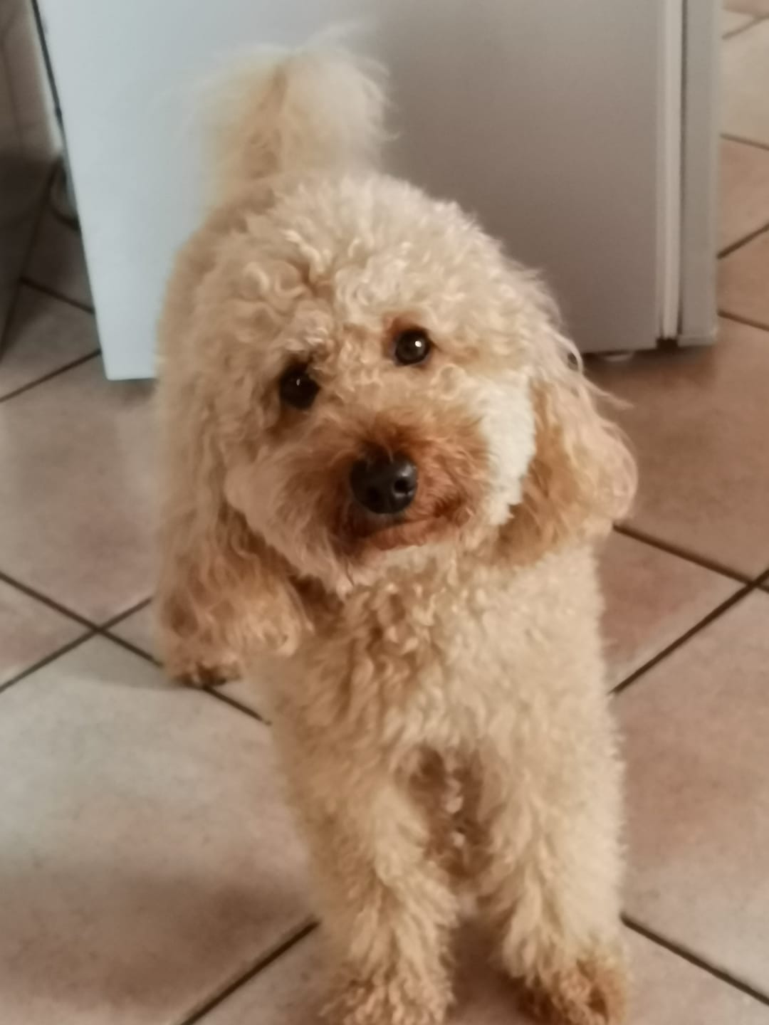 Customer photo review of Terra Canis Grain-Free 400g