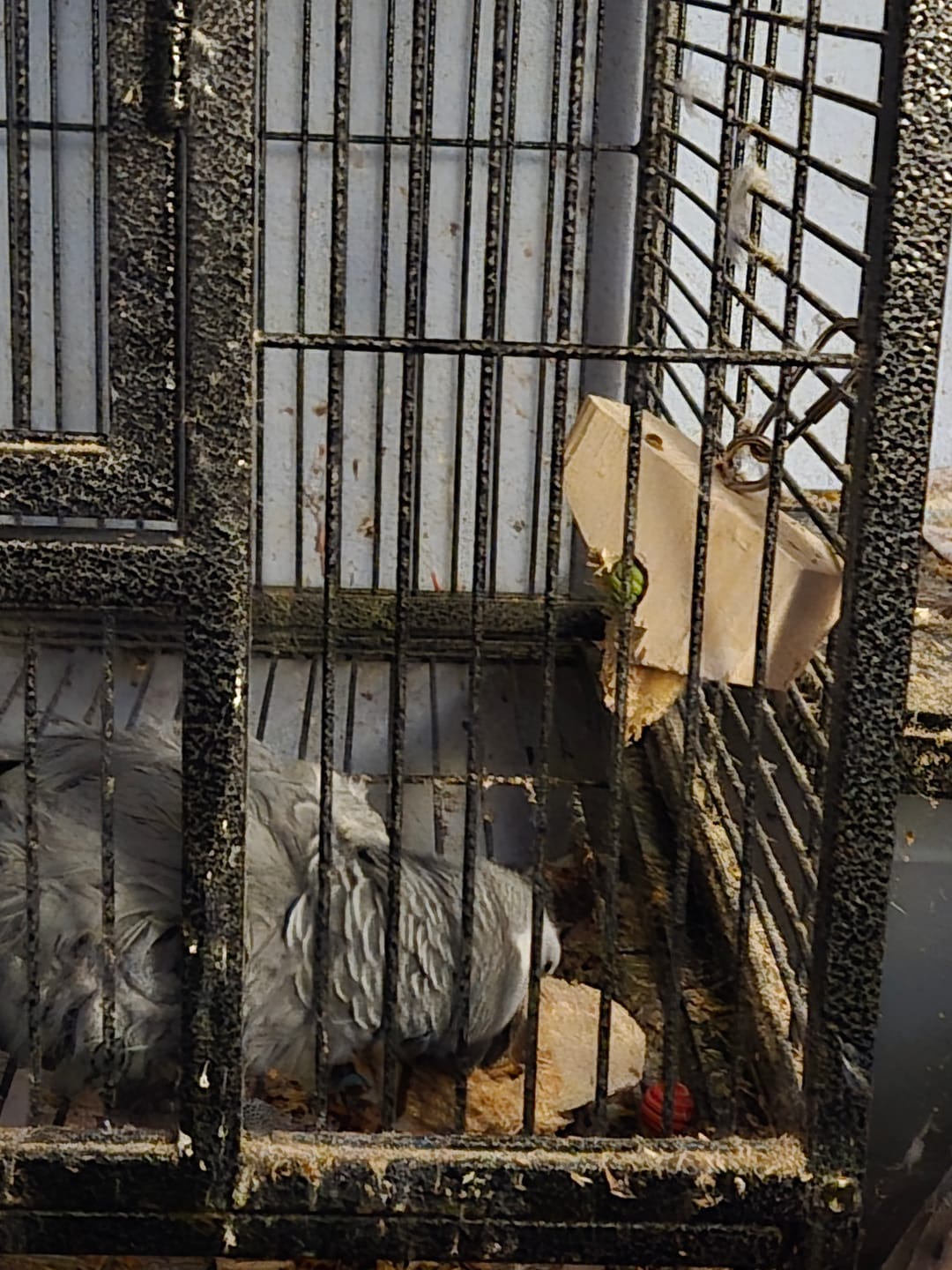 Customer photo review of Stop! Forage Time by Cheep Thrills Bird Toys