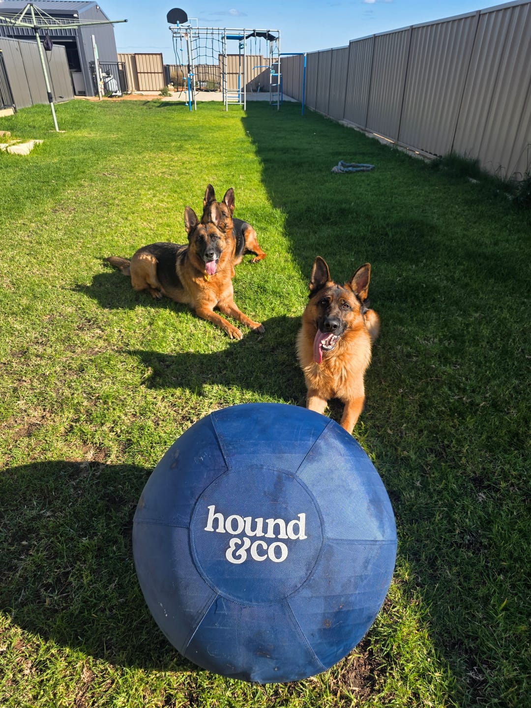 Customer photo review of Herding Ball