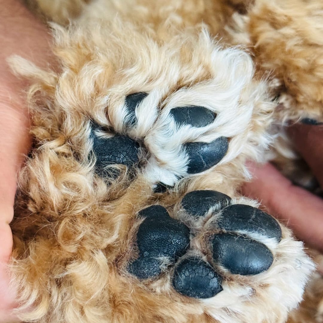 Customer photo review of LuckyDog™ Limpiador Eléctrico de Patas 360°