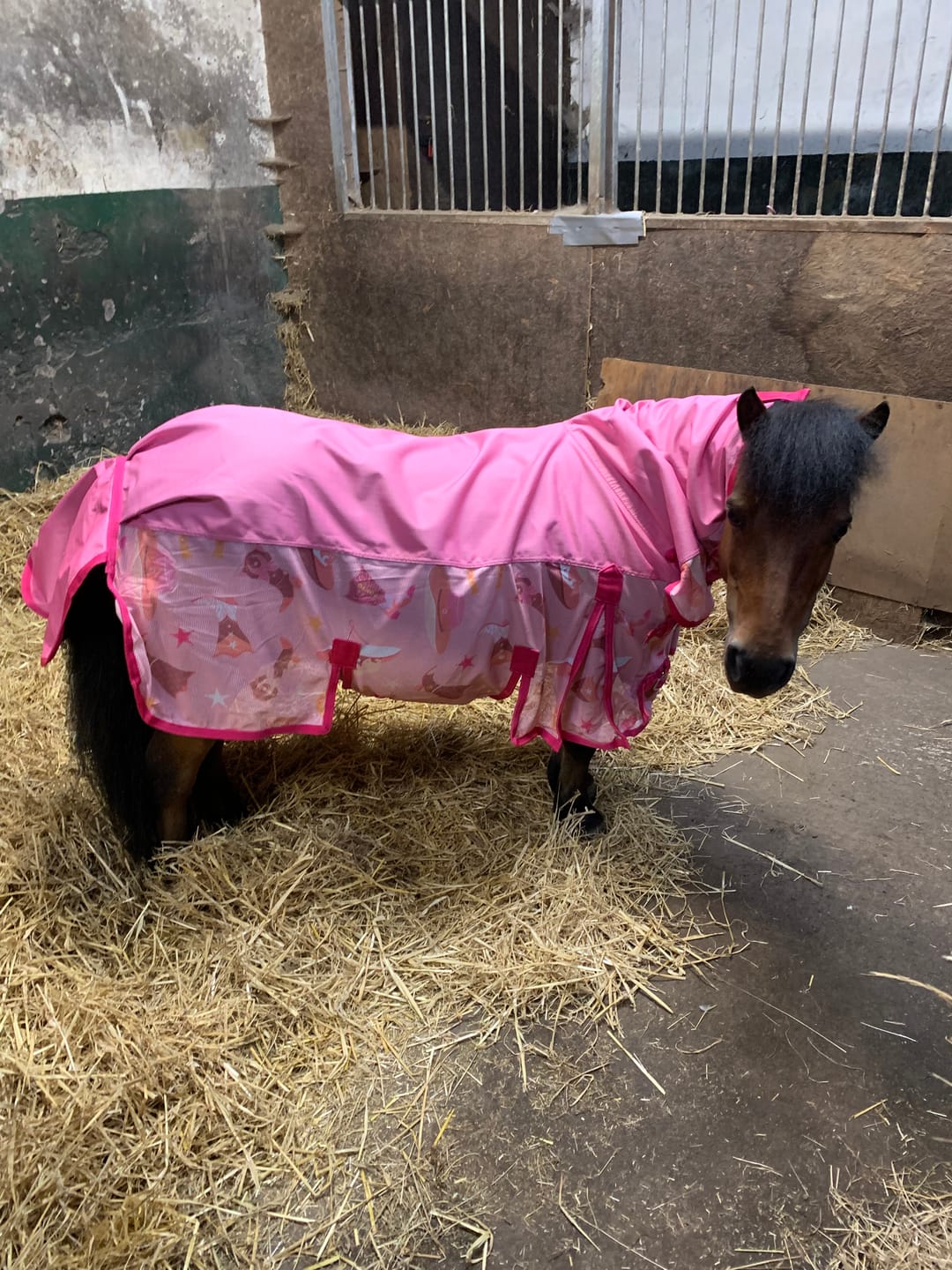 Customer photo review of NEW Country Star Fly Rug