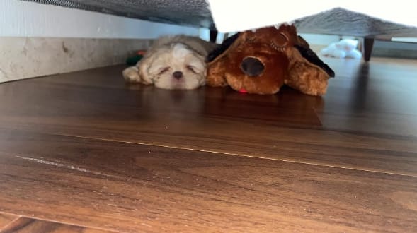 Customer photo review of Peluche con Latido para Perros