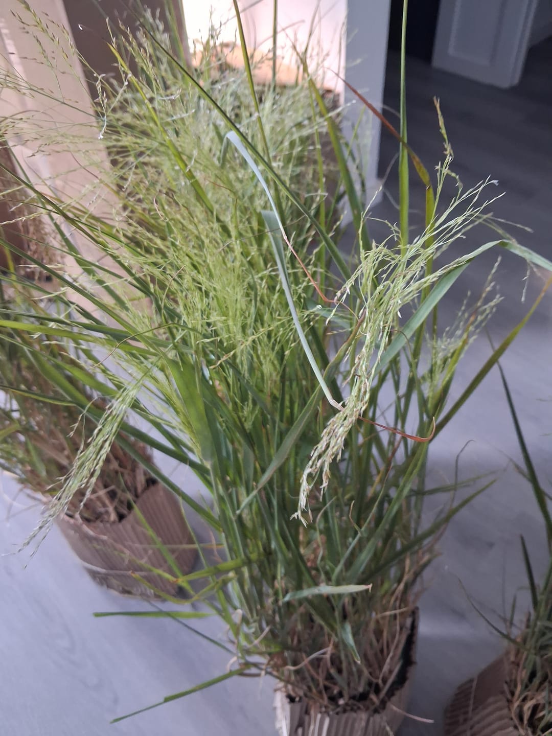 Customer photo review of Switchgrass 'Cloud Nine'