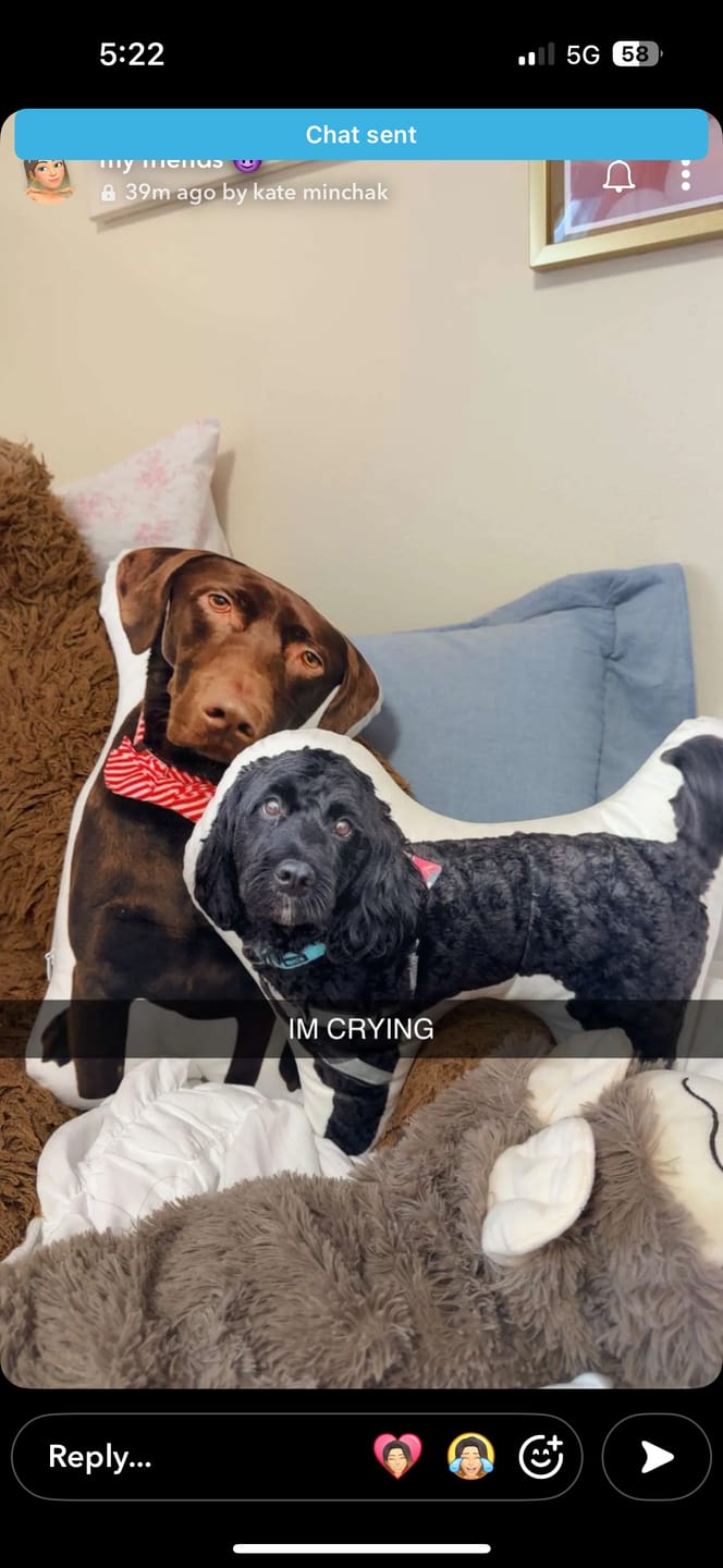 Customer photo review of Custom Pet Shaped Pillow that Look Like your Pet - ThePetPillow