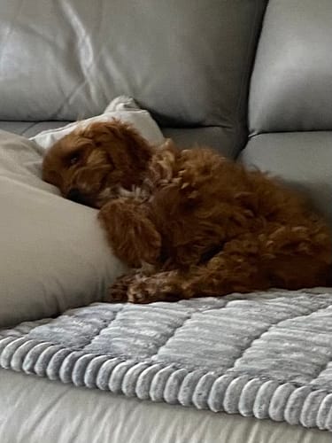 Customer photo review of Cosy Couch - Couch Cover