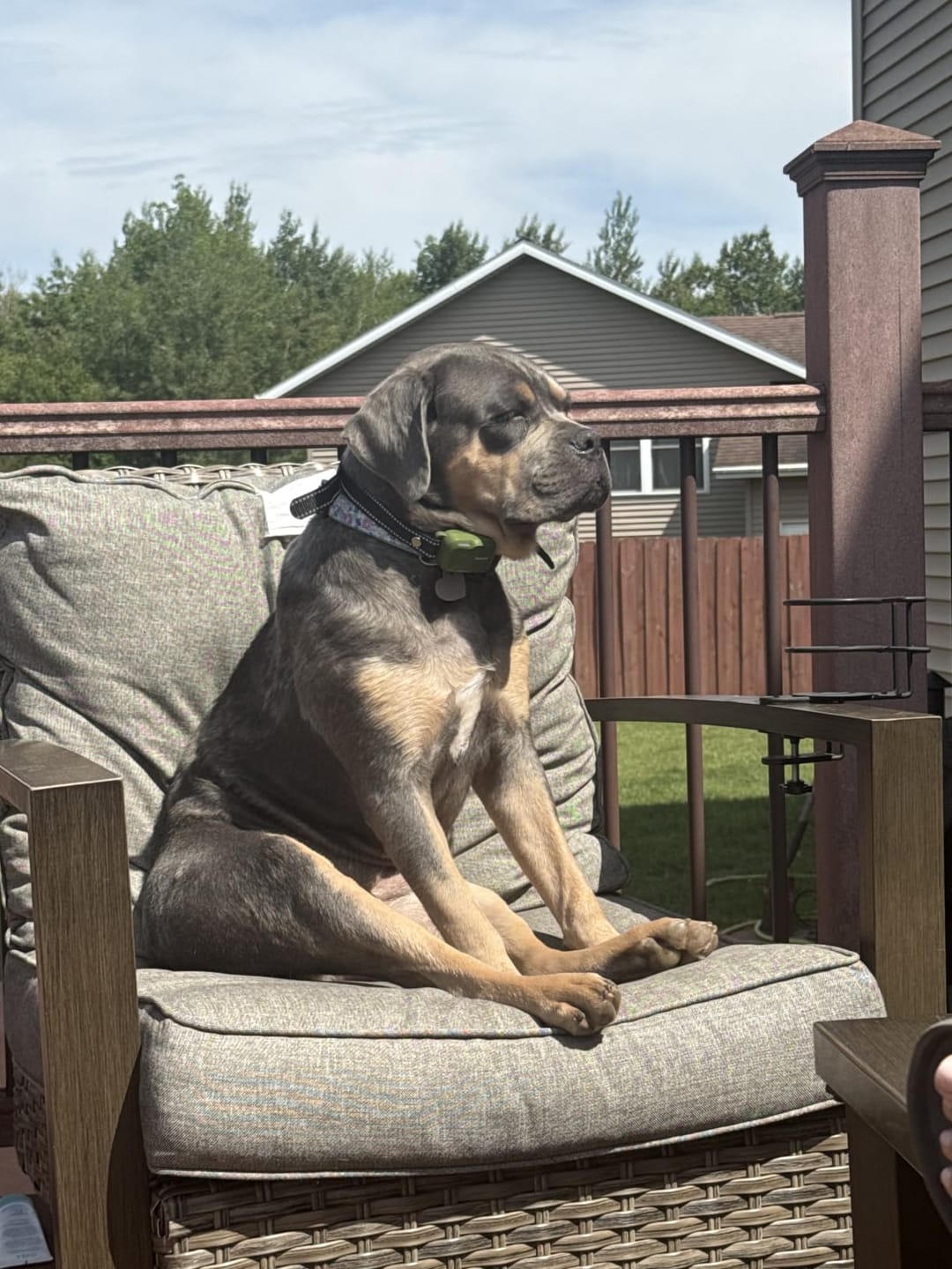 Customer photo review of Hundetrainingshalsband TrainPro