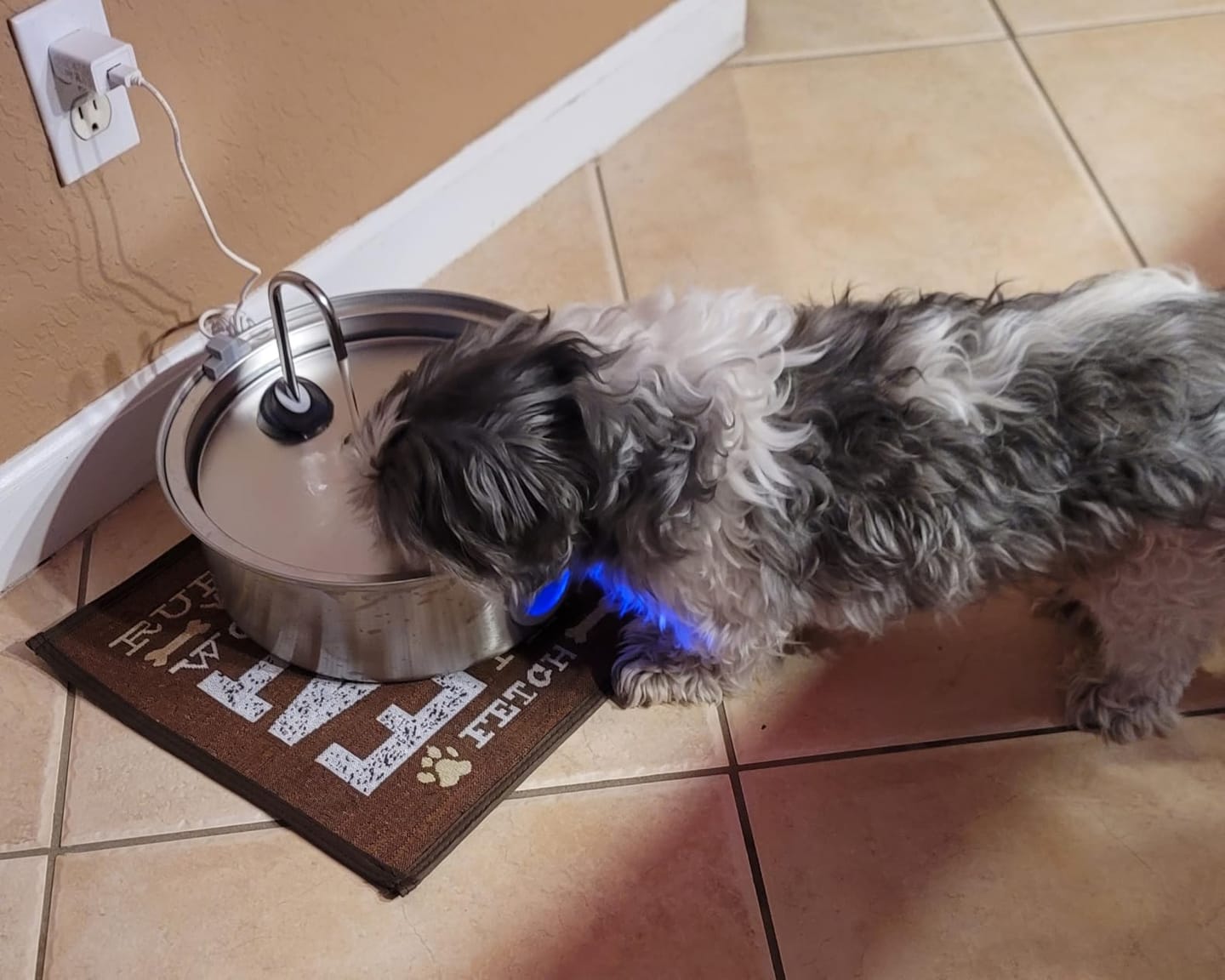 Customer photo review of Doggy FreshFlow™ Healthy Hydration 1