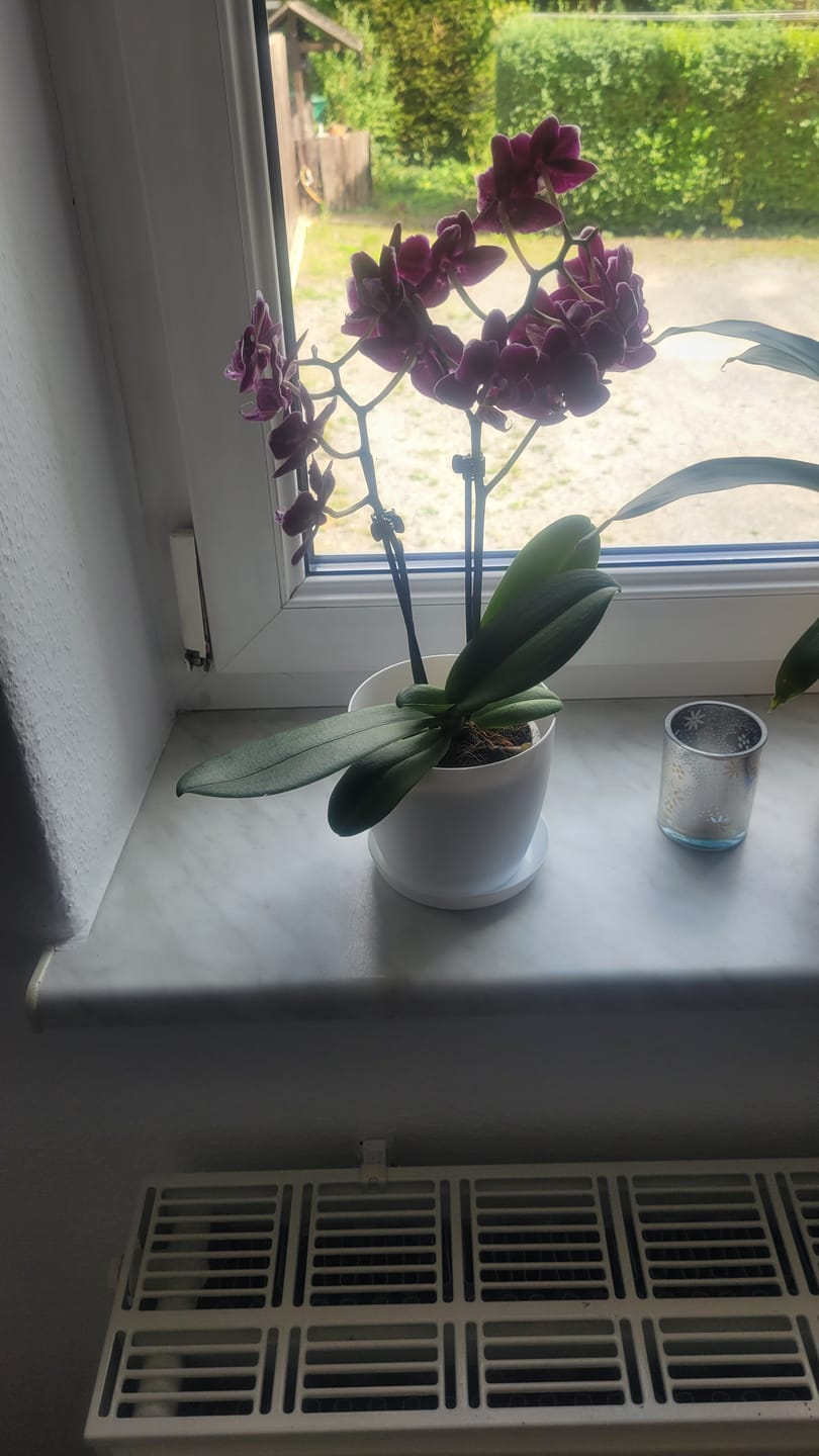 Customer photo review of Table Dance Aliyah Black mit dunkelroten Blüten und 2+ Rispen