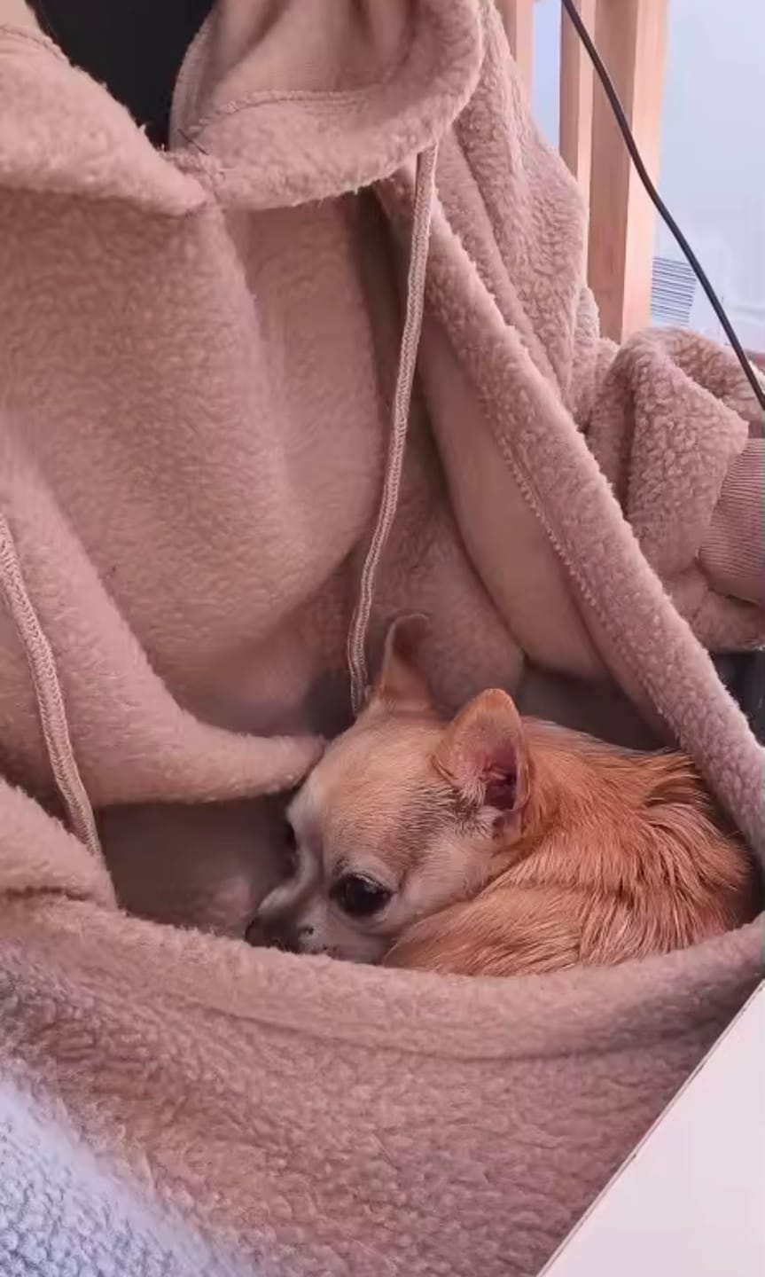 Customer photo review of CuddlePouch Cozy Pet Hoodie