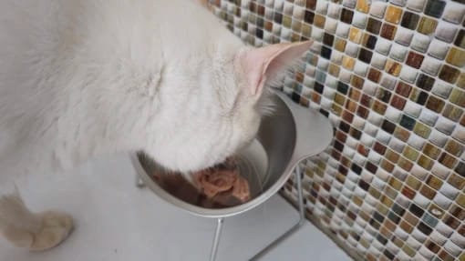 Customer photo review of Comedero ortopédico - Gato