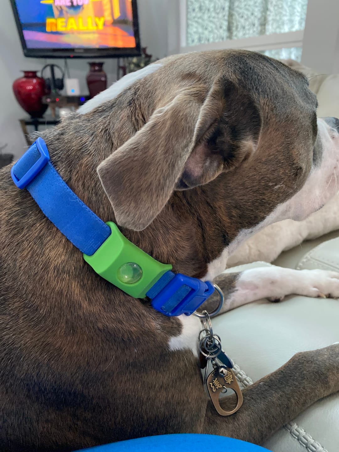 Customer photo review of FurLife™ 12 Months Flea and Tick Free