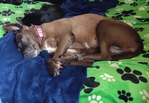 Customer photo review of Collar Remachado Básico (Perro)