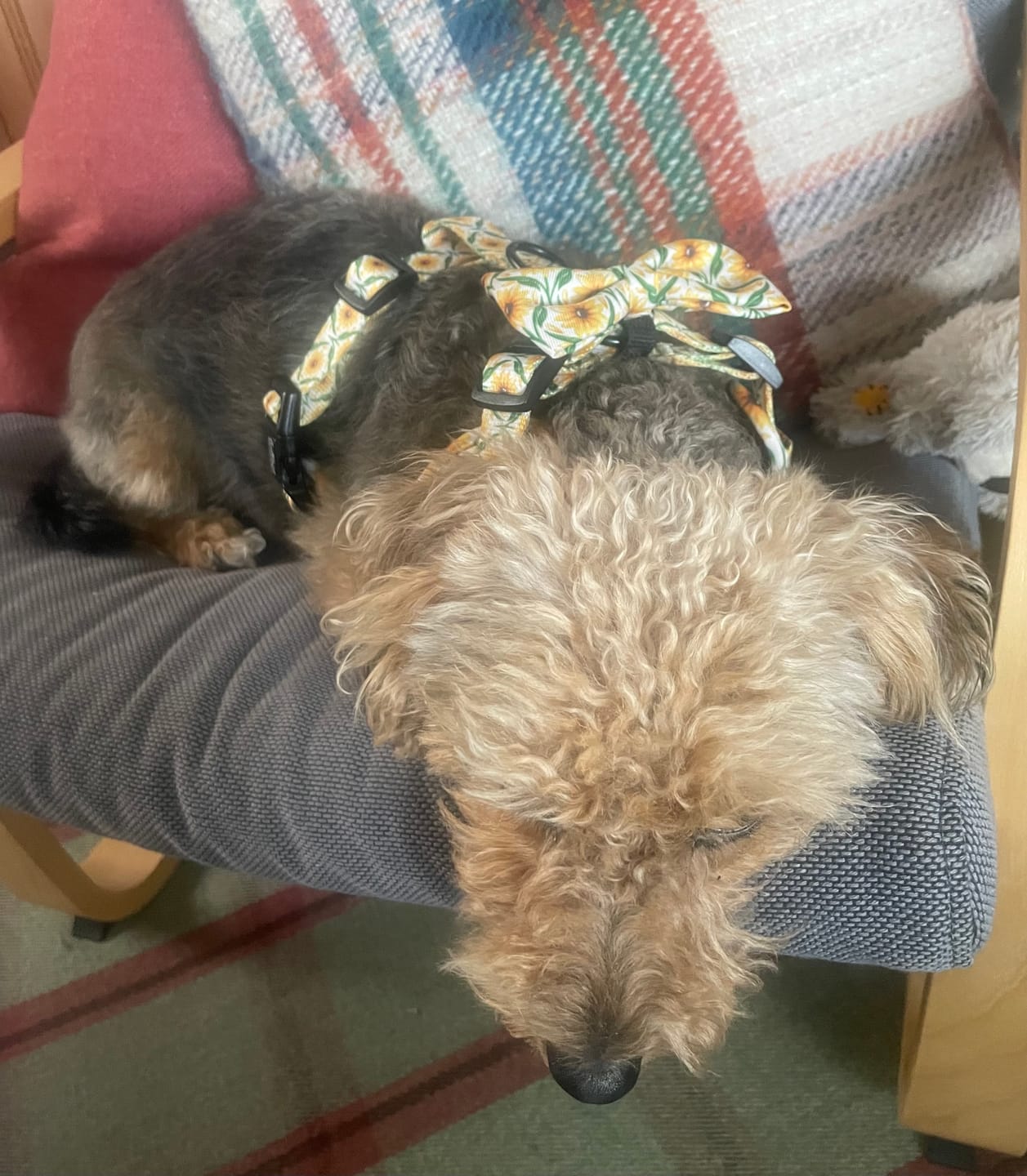 Customer photo review of Bow Tie - Sunny Paws