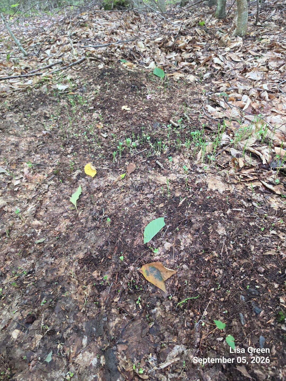 Customer photo review of No Till No Problem
