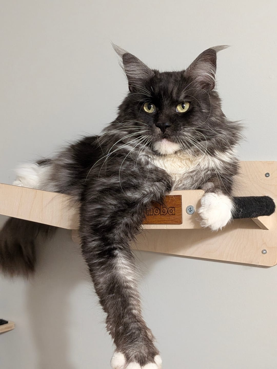 Customer photo review of Wall Mounted, Double Hammock Cat Hidedout