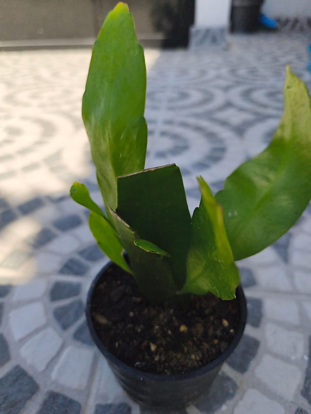 Customer photo review of Epiphyllum oxypetalum - Dama da noite