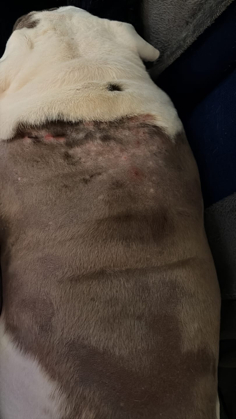 Customer photo review of Dog Gel