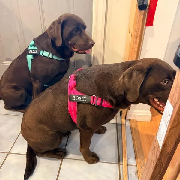 Customer photo review of DOGSPOKE™ RestEasy No Pull Dog Harness