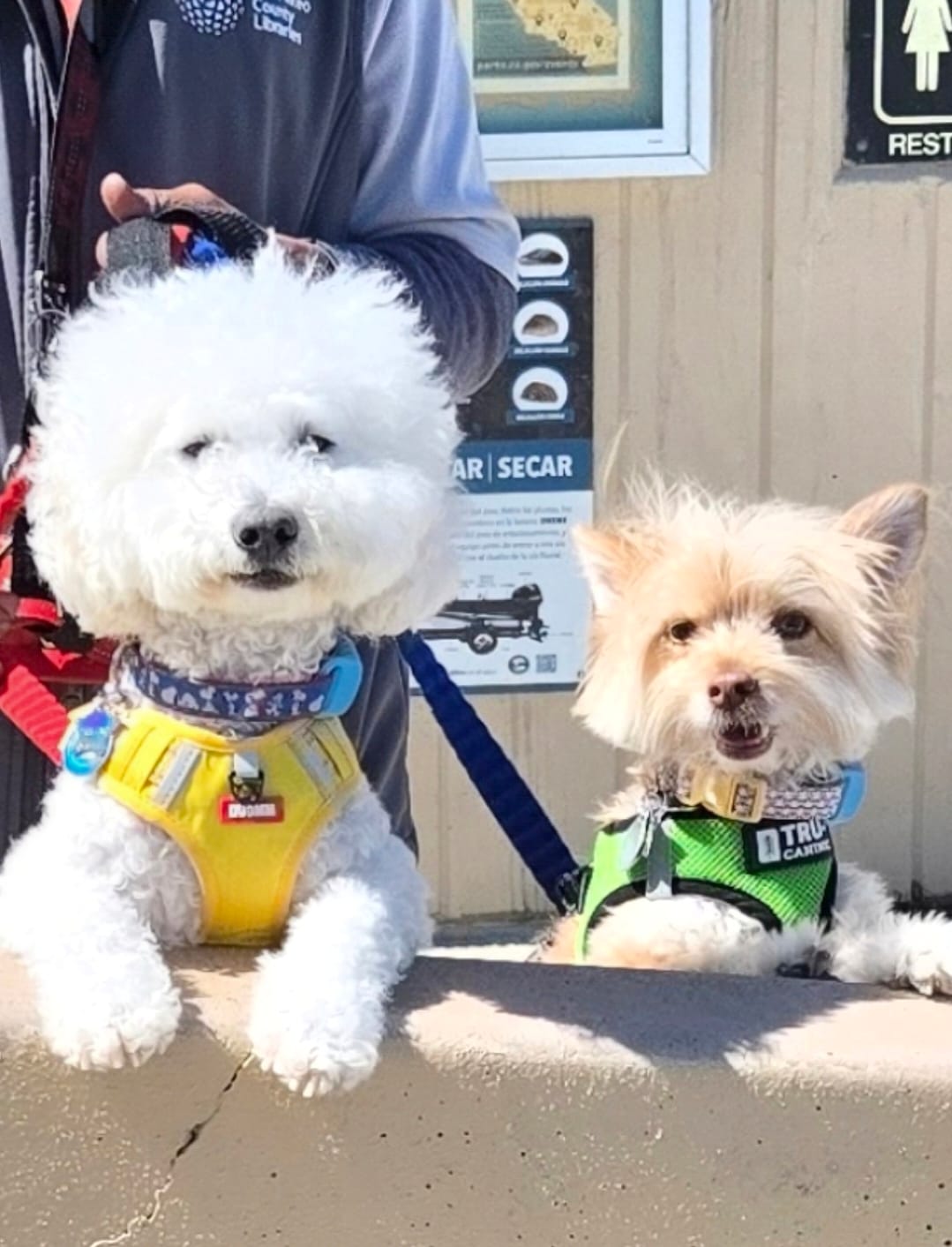 Customer photo review of FurLife™ - 12 Months All Natural Flea and Tick Tags for Dogs