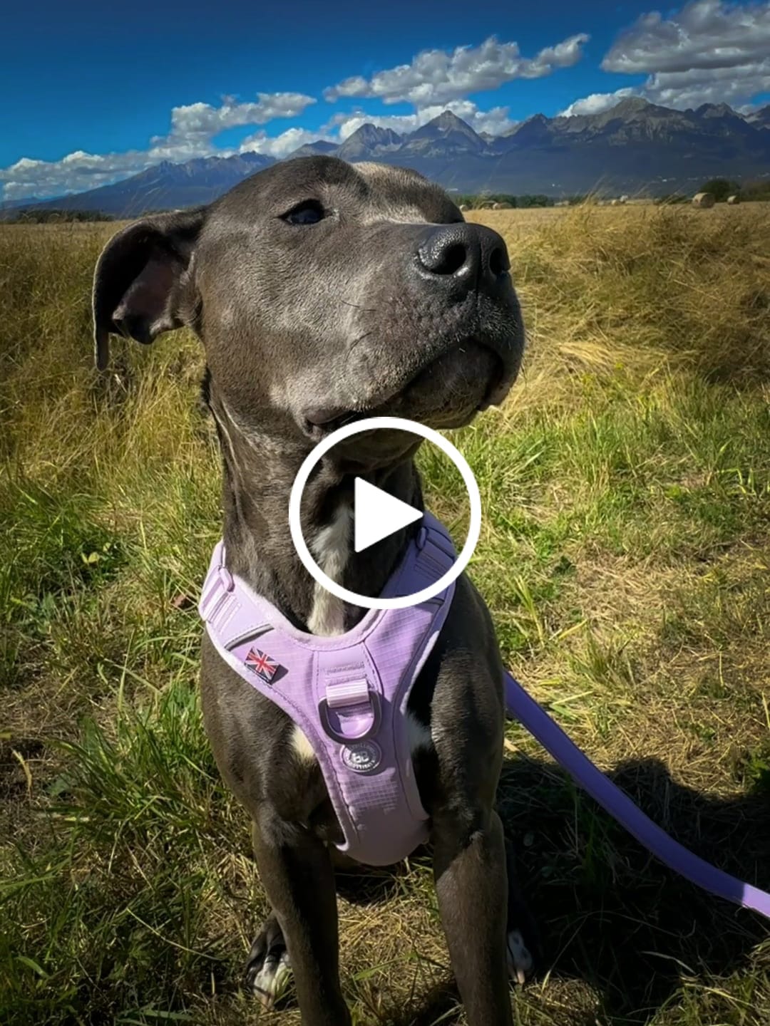 Customer video review of Anti Pull Hurricane Harness Lighter | With Handle - Lavender X Ube