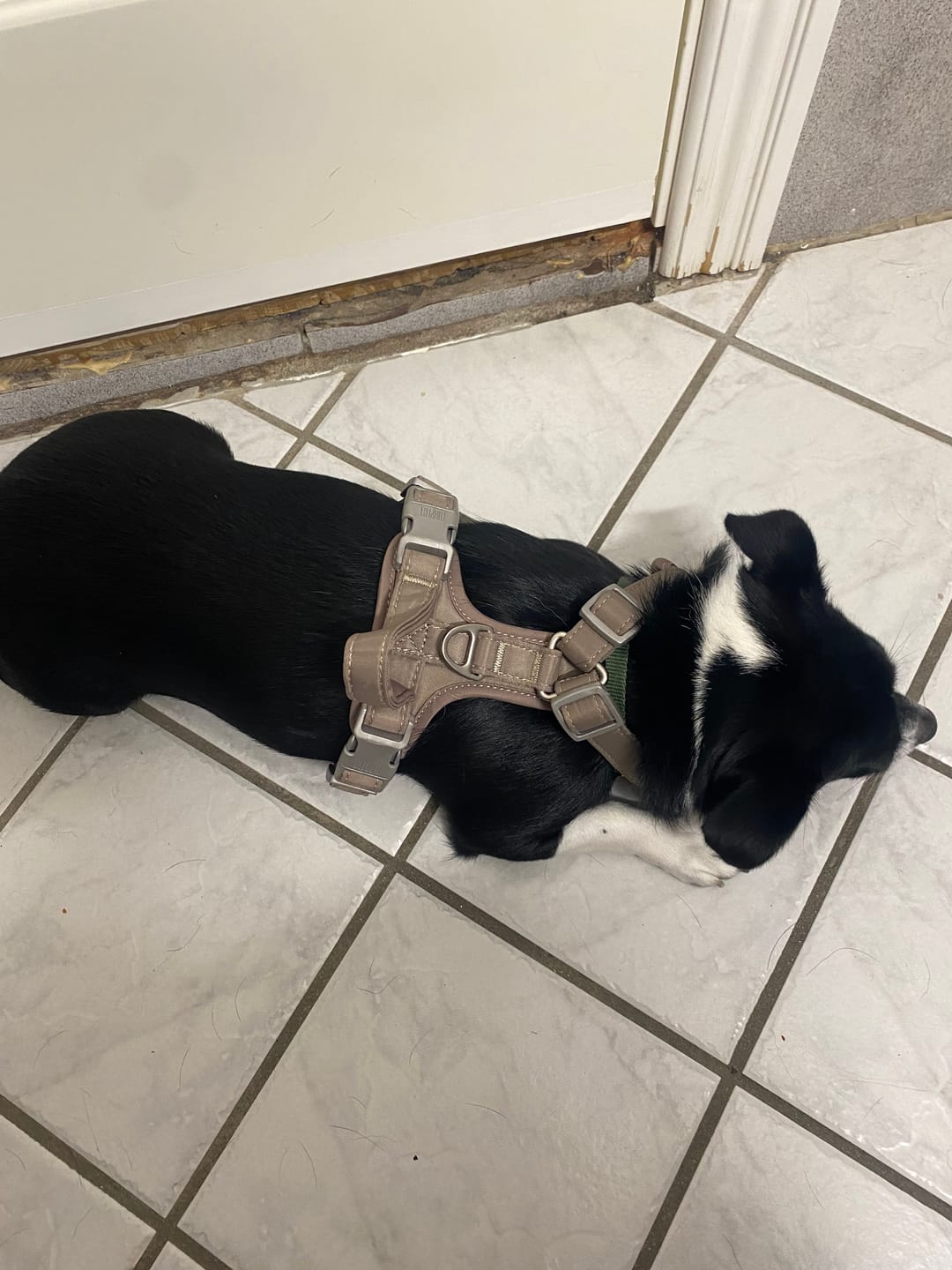 Customer photo review of Furpect - Move Y-Hundesele, Latte