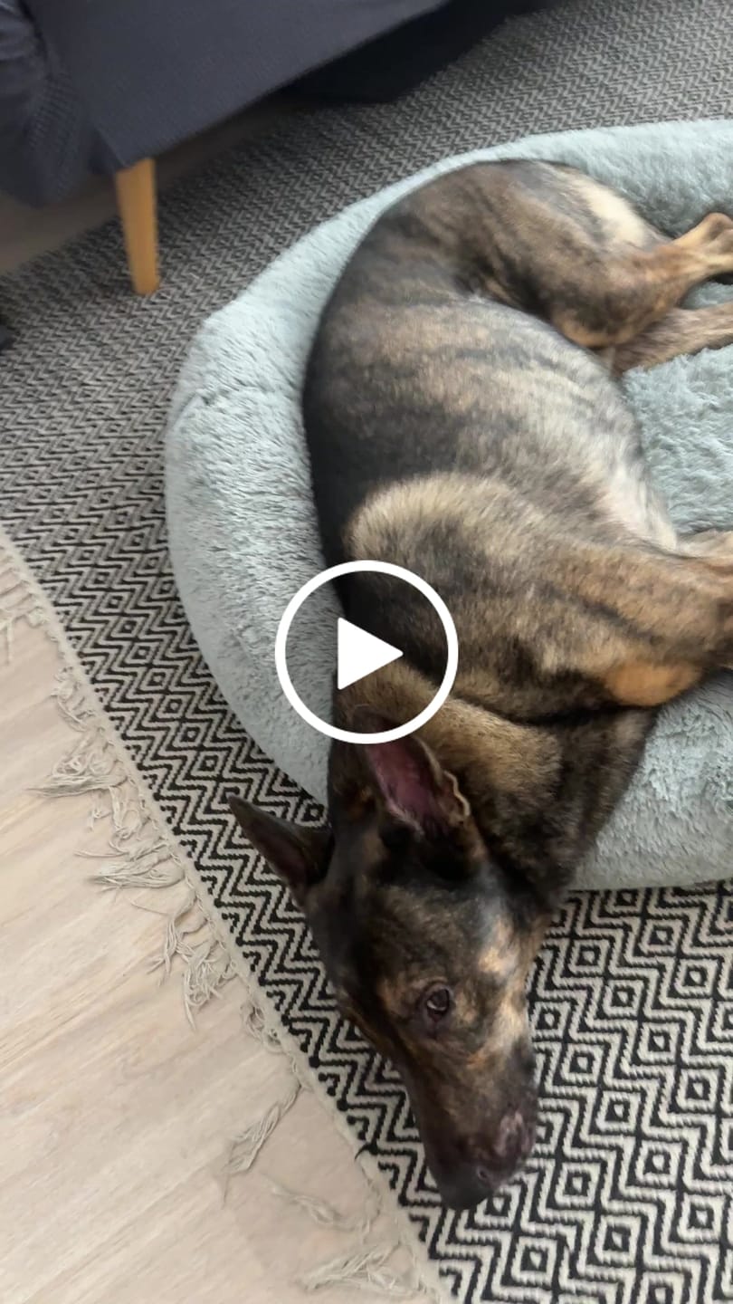 Customer video review of Funda Original para Cama Antiestrés para Perros