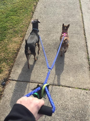 Customer photo review of Double Leash — Walk Two Dogs, One Leash