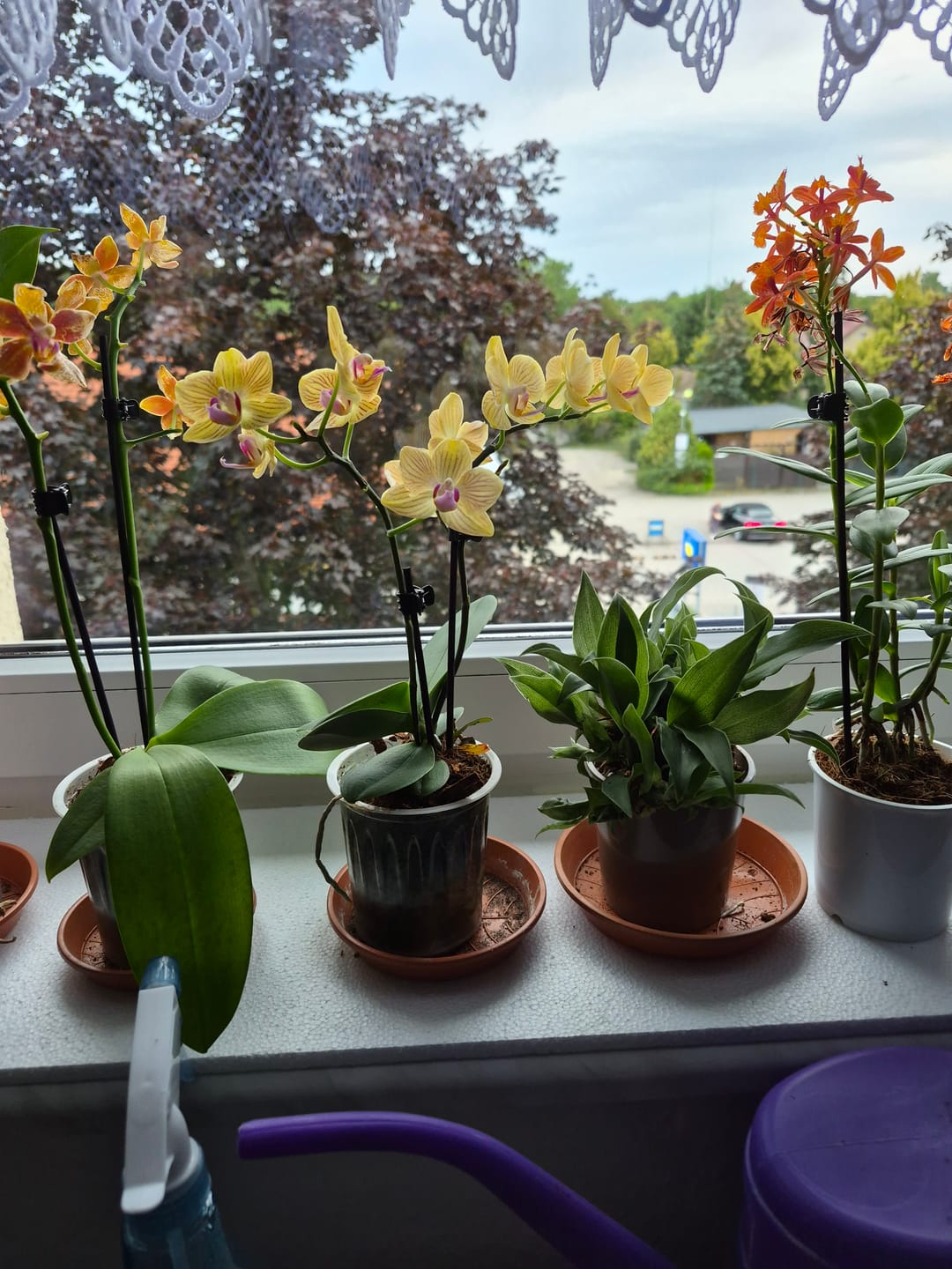 Customer photo review of Table Dance Lima mit gelb-gestreiften Blüten und 2 Rispen
