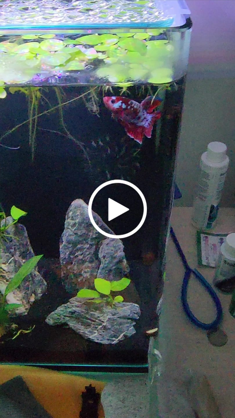 Customer video review of Koi Red Galaxy Male Betta Fish High Grade | Buy 4 Get 1 Free | Mystery Betta